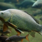خوراک ماهی كپور معمولى